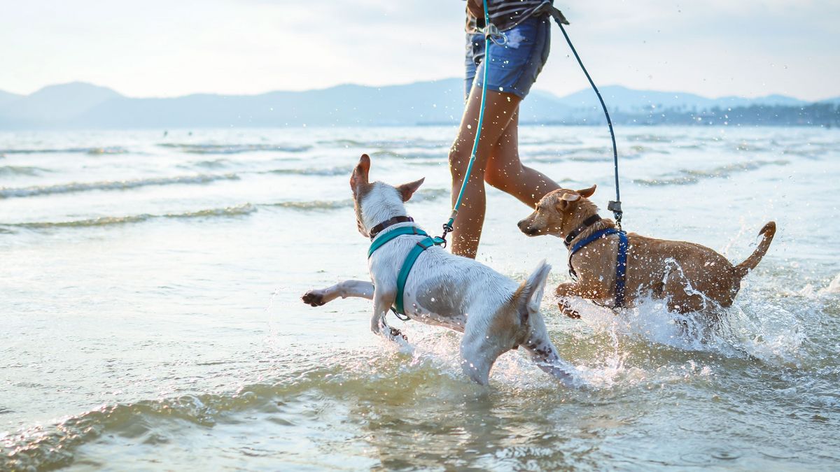 Vakantie voor hondenbezitters en hun hond!