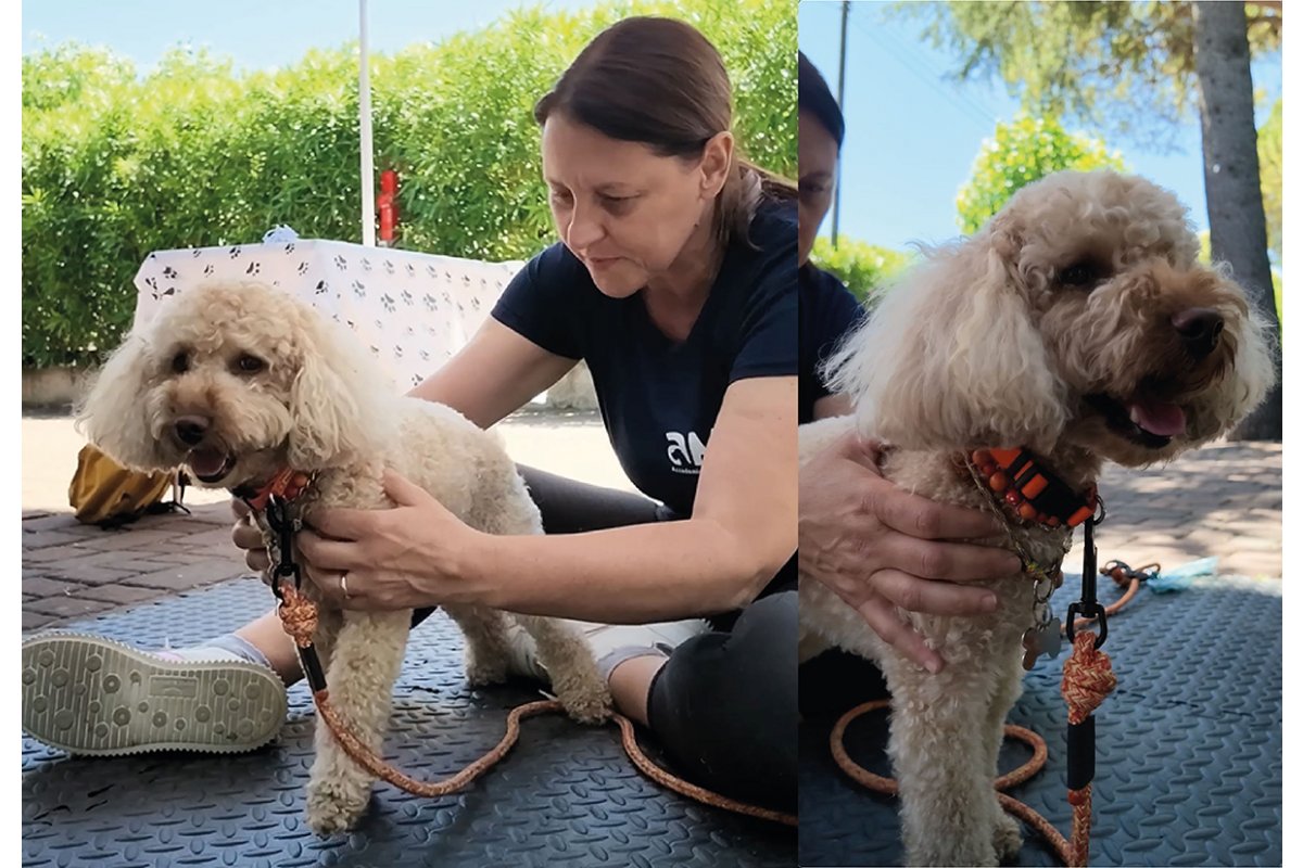 Welzijn op zes poten: dagen met massagetherapie voor honden
