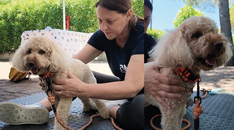 Welzijn op zes poten: dagen met massagetherapie voor honden