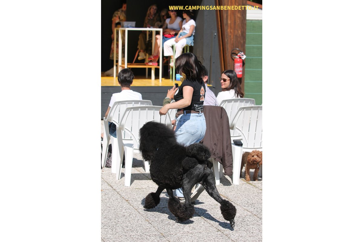 Fiera Nazionale del Barboncino: 16-17 Mai 2026