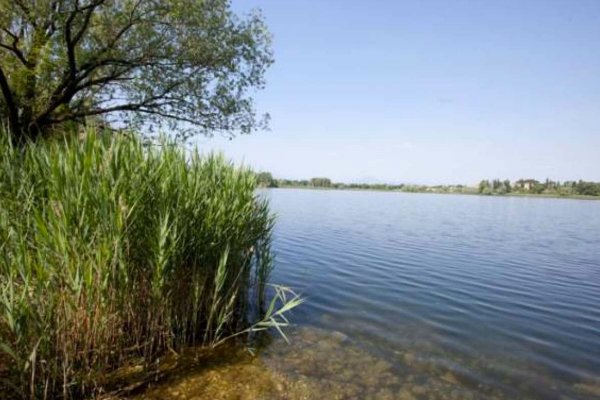 Reeds garda lake